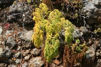 05-29-2009 : La Palma, Jour 07, Barlovento, Fuente de los Poleos