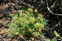 05-29-2009 : La Palma, Jour 07, Barlovento, Fuente de los Poleos