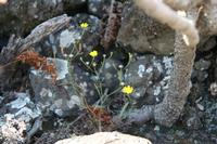 05-23-2009 : La Palma, Jour 01, Breña Baja, Mazo, la Montaña