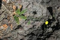 05-23-2009 : La Palma, Jour 01, Breña Baja, Mazo, la Montaña
