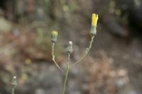 05-24-2009 : La Palma, Jour 02, Barranco de las Nieves