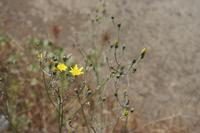 05-24-2009 : La Palma, Jour 02, Barranco de las Nieves