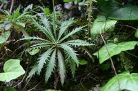 05-25-2009 : La Palma, Jour 03, Jardin de las Hesperides, la Galga