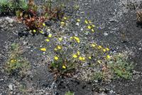 05-26-2009 : La Palma, Jour 04, Coulée de lave, Fuencaliente, Volcan Teneguia
