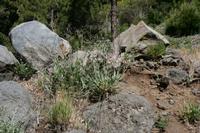 05-27-2009 : La Palma, Jour 05, Roque de los muchachos, Caldera de Taburiente, Observatoires, El Time