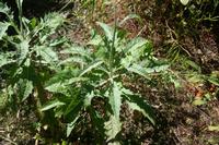 05-29-2009 : La Palma, Jour 07, Barlovento, Fuente de los Poleos