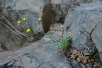 05-29-2009 : La Palma, Jour 07, Barlovento, Fuente de los Poleos