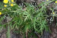 05-31-2009 : La Gomera, Jour 02, Hermigua, Vallehermoso, los Chorros de Epina