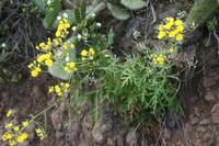 05-31-2009 : La Gomera, Jour 02, Hermigua, Vallehermoso, los Chorros de Epina