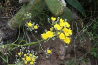 05-31-2009 : La Gomera, Jour 02, Hermigua, Vallehermoso, los Chorros de Epina