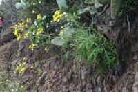 05-31-2009 : La Gomera, Jour 02, Hermigua, Vallehermoso, los Chorros de Epina