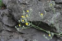 05-31-2009 : La Gomera, Jour 02, Hermigua, Vallehermoso, los Chorros de Epina
