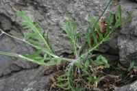 05-31-2009 : La Gomera, Jour 02, Hermigua, Vallehermoso, los Chorros de Epina