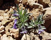06-10-2001 : Tenerife, Jour 01, El Portillo JB, las Cañadas