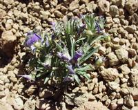06-10-2001 : Tenerife, Jour 01, El Portillo JB, las Cañadas