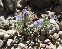 06-10-2001 : Tenerife, Jour 01, El Portillo JB, las Cañadas