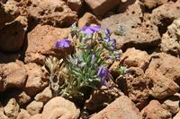 06-04-2009 : Tenerife, Jour 02, El Portillo JB, las Cañadas, Caldera du Teide