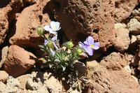 06-04-2009 : Tenerife, Jour 02, El Portillo JB, las Cañadas, Caldera du Teide
