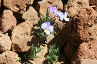 06-04-2009 : Tenerife, Jour 02, El Portillo JB, las Cañadas, Caldera du Teide