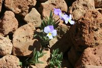 06-04-2009 : Tenerife, Jour 02, El Portillo JB, las Cañadas, Caldera du Teide
