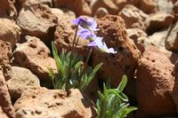 06-04-2009 : Tenerife, Jour 02, El Portillo JB, las Cañadas, Caldera du Teide