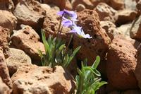 06-04-2009 : Tenerife, Jour 02, El Portillo JB, las Cañadas, Caldera du Teide