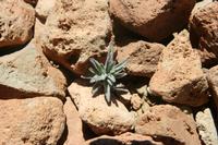 06-04-2009 : Tenerife, Jour 02, El Portillo JB, las Cañadas, Caldera du Teide