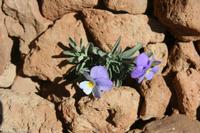 06-04-2009 : Tenerife, Jour 02, El Portillo JB, las Cañadas, Caldera du Teide