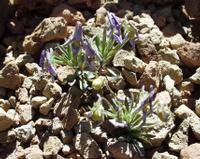 06-10-2001 : Tenerife, Jour 01, El Portillo JB, las Cañadas