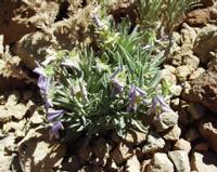 06-10-2001 : Tenerife, Jour 01, El Portillo JB, las Cañadas