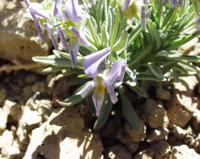 06-10-2001 : Tenerife, Jour 01, El Portillo JB, las Cañadas