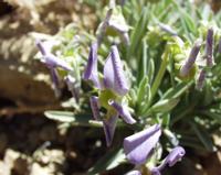 06-10-2001 : Tenerife, Jour 01, El Portillo JB, las Cañadas