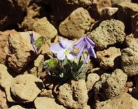 06-10-2001 : Tenerife, Jour 01, El Portillo JB, las Cañadas