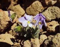 06-10-2001 : Tenerife, Jour 01, El Portillo JB, las Cañadas