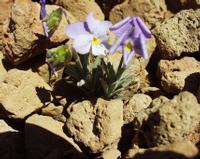 06-10-2001 : Tenerife, Jour 01, El Portillo JB, las Cañadas