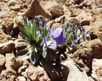 06-10-2001 : Tenerife, Jour 01, El Portillo JB, las Cañadas