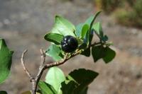 05-23-2009 : La Palma, Jour 01, Breña Baja, Mazo, la Montaña