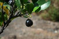 05-23-2009 : La Palma, Jour 01, Breña Baja, Mazo, la Montaña