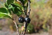 05-23-2009 : La Palma, Jour 01, Breña Baja, Mazo, la Montaña