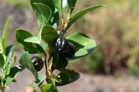 05-23-2009 : La Palma, Jour 01, Breña Baja, Mazo, la Montaña