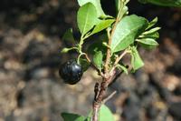 05-23-2009 : La Palma, Jour 01, Breña Baja, Mazo, la Montaña