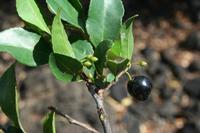 05-23-2009 : La Palma, Jour 01, Breña Baja, Mazo, la Montaña