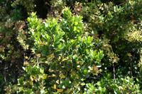 05-23-2009 : La Palma, Jour 01, Breña Baja, Mazo, la Montaña