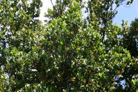 05-23-2009 : La Palma, Jour 01, Breña Baja, Mazo, la Montaña