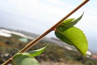 05-23-2009 : La Palma, Jour 01, Breña Baja, Mazo, la Montaña