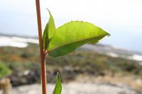 05-23-2009 : La Palma, Jour 01, Breña Baja, Mazo, la Montaña