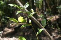 05-23-2009 : La Palma, Jour 01, Breña Baja, Mazo, la Montaña