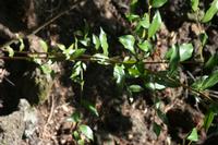 05-23-2009 : La Palma, Jour 01, Breña Baja, Mazo, la Montaña