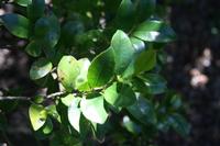06-01-2009 : La Gomera, Jour 03, Ermita El Santo, Chipude, La Fortaleza