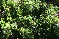 06-01-2009 : La Gomera, Jour 03, Ermita El Santo, Chipude, La Fortaleza